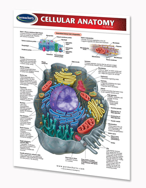 Cellular Anatomy(Binder Size)
