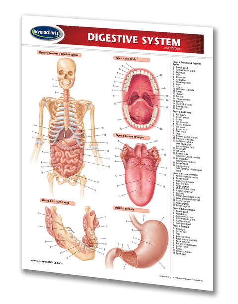 Digestive System(Binder Size)