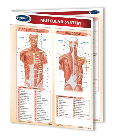 Muscular System(Binder Size)