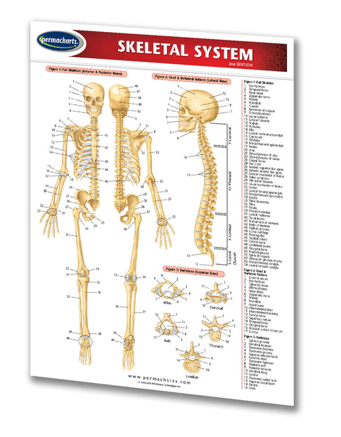 Skeletal System(Binder Size)