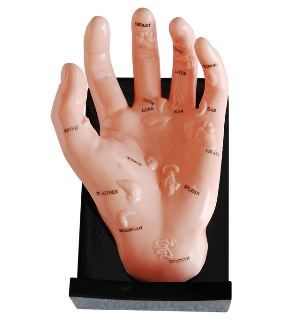 Hand Model Illustrating Organs on the Points