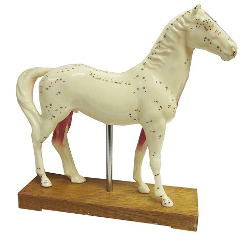 Horse Model
