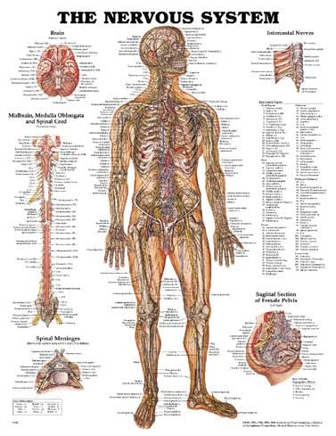 The Nervous System Anatomical Chart