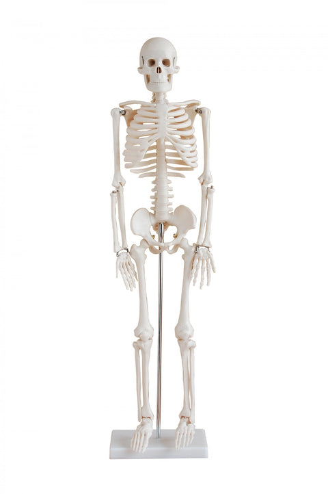 SKELETON 33.5"(85cm) Height with STAND