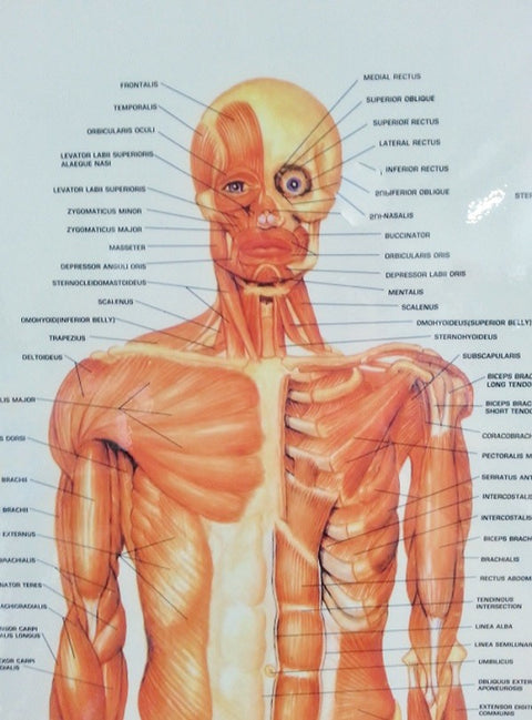 The Muscular System(Poster Size)