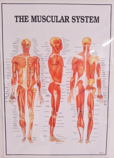 The Muscular System(Poster Size)