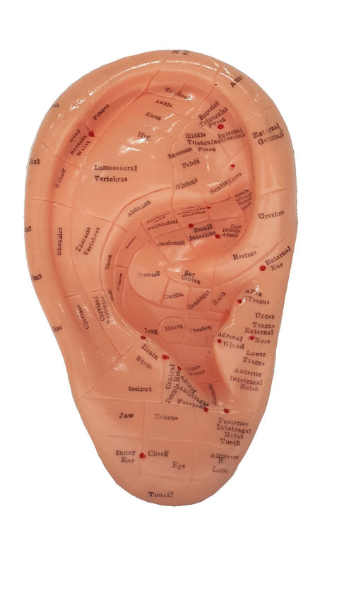 Zone Ear 7" Model
