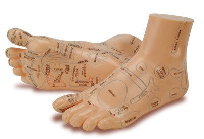 Foot Reflex Model Set(English)
