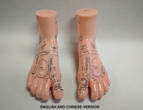 Foot Reflex Model Set(Chinese & English)