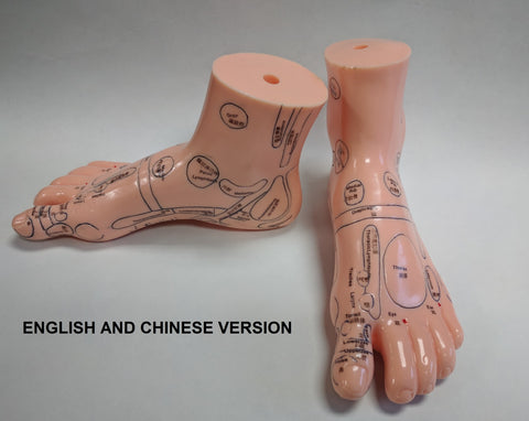 Foot Reflex Model Set(Chinese & English)