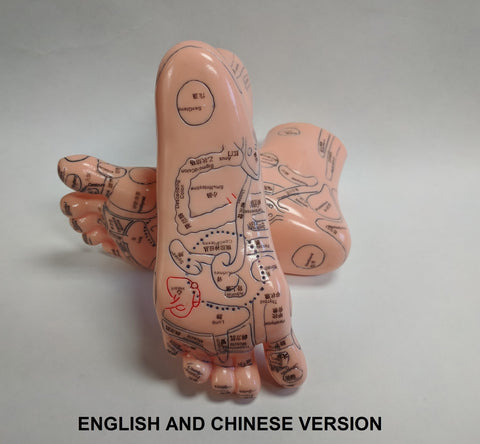 Foot Reflex Model Set(Chinese & English)