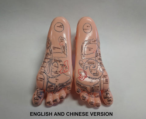 Foot Reflex Model Set(Chinese & English)