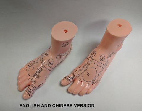 Foot Reflex Model Set(Chinese & English)