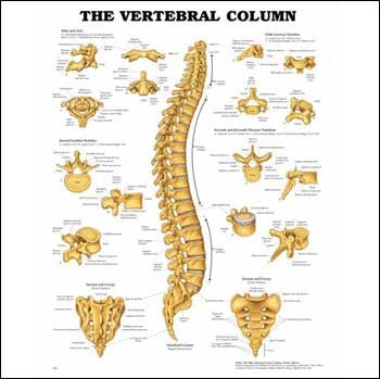 The Vertebral Column(Poster Size)
