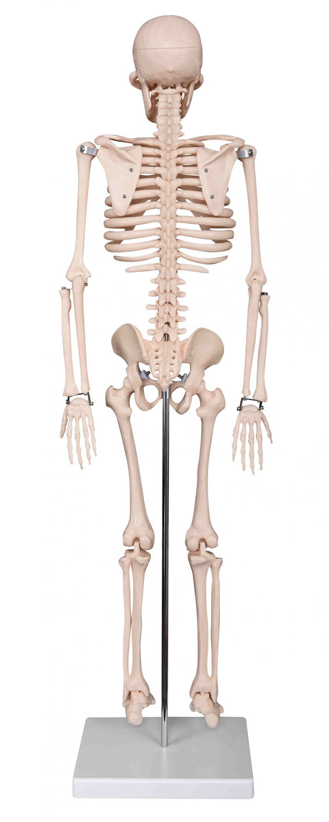 SKELETON 33.5"(85cm) Height with STAND