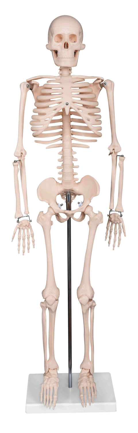 SKELETON 33.5"(85cm) Height with STAND