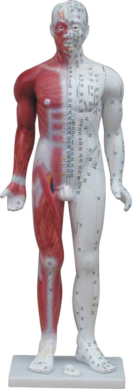 33" Deluxe Human Model