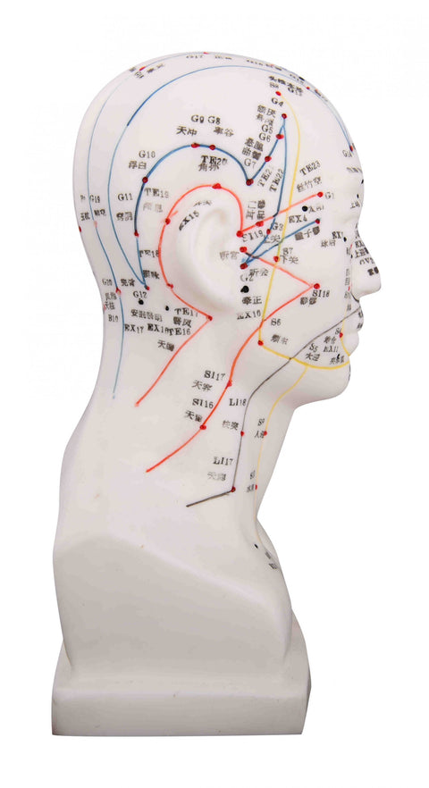 Head Model
