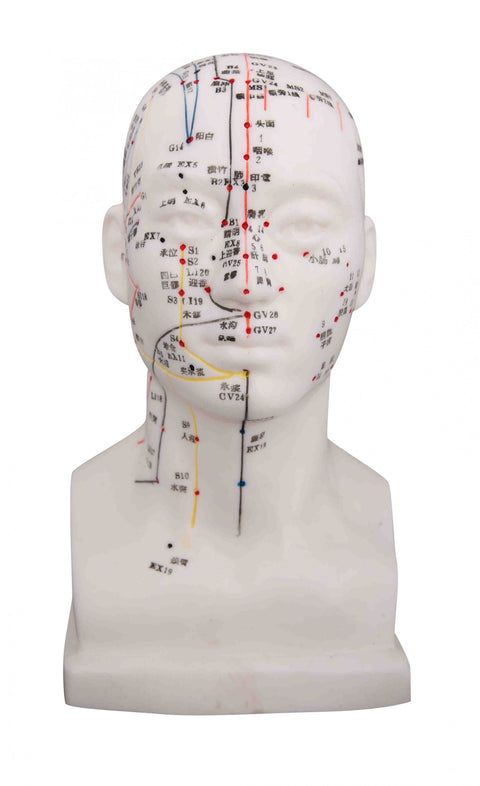 Head Model