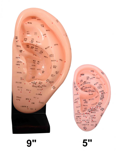 Ear Models