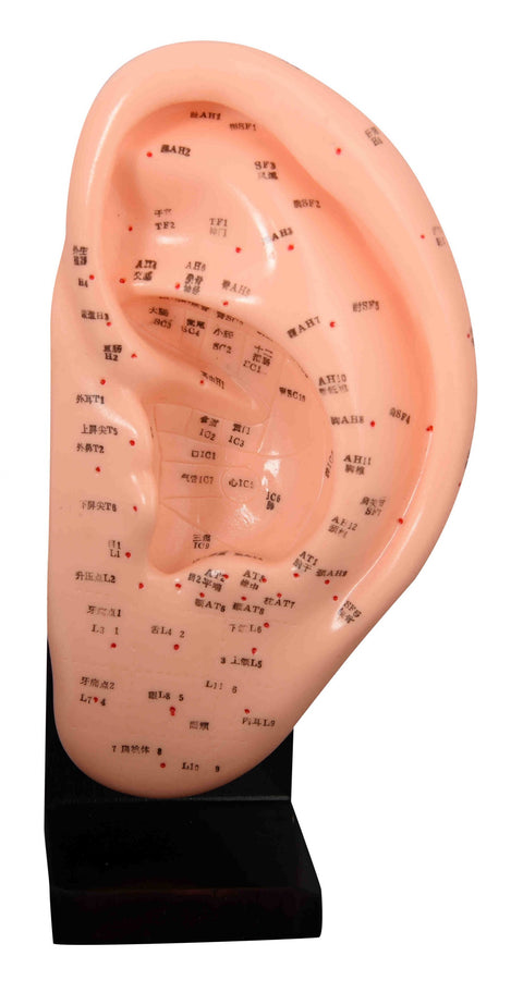 Ear Models