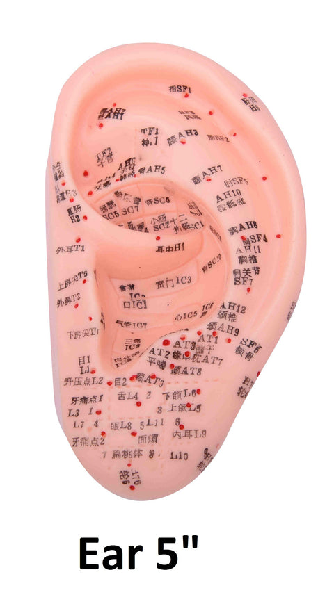 Ear Models