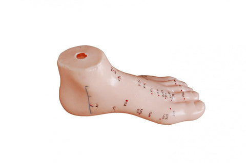Foot Model
