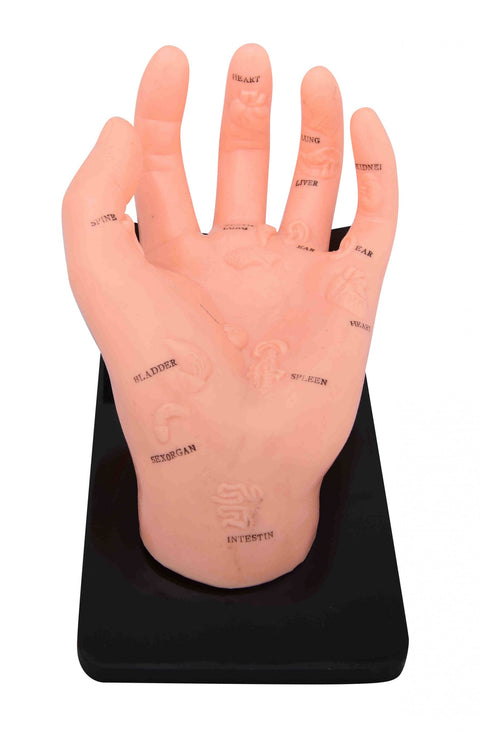 Hand Model Illustrating Organs on the Points