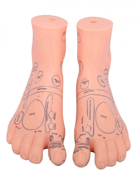 Foot Reflex Model Set(English)