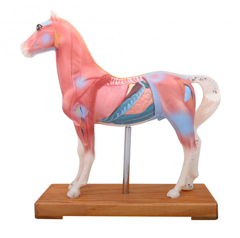 Horse Model