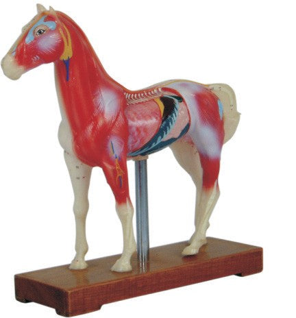 Horse Model