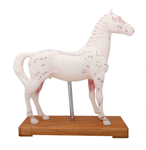 Horse Model